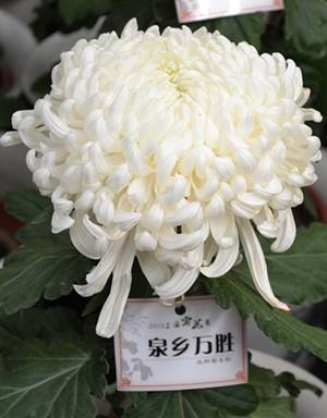 菊花造型菊的種植方法